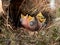 Carolina Wren Nestlings