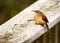 A Carolina Wren perched on a handrail.