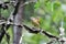 Carolina Wren perched on Sweetgum tree branch, Georgia, USA