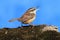 Carolina Wren Singing