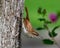 Carolina Wren in Song