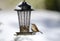 Carolina Wren songbird on snow covered bird seed feeder, Georgia, USA