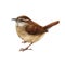 Carolina wren watercolor illustration. Hand drawn realistic backyard bird detailed image. Carolina wren isolated on