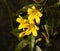 Carolina Yellow Jasmine Flowers