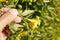 Carolina yellow jasmine, Gelsemium sempervirens