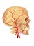 Carotid artery