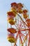 Carousel ferris wheel against a blue sky