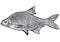 Carp bream fish illustration, drawing, engraving, line art, realistic