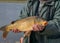 Carp caught in the hands of a fisherman, amateur carp fishing