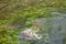 A carp that dries around in a group of aquatic plants