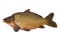 Carp fish