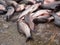 Carp fish on a concrete floor