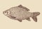 Carp fish drawing vector illustration