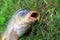 Carp fish head caught in the lake