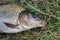 carp fish head caught in the lake