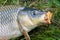 Carp fish head caught in the lake