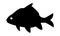 Carp Fish icon vector isolated flat silhouette