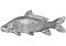 Carp fish illustration, drawing, engraving, line art, realistic