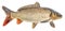 Carp fish isolated. Side view, Isolated