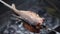 Carp fish on skewers
