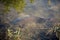 Carp Fish Swimming in Lake Redman in Loganville, Pennsylvania