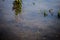 Carp Fish Swimming in Lake Redman in Loganville, Pennsylvania