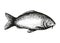 Carp fish swims vector sketch