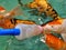 Carp fishes feeding with milky bottle