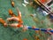 Carp fishes feeding with milky bottle