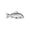 Carp, freshwater fish, fishing and sea food icon