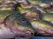 Carp living in Turkey\\\'s fresh waters It is one of the big fish group with high market value and quality