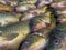 Carp living in Turkey\\\'s fresh waters It is one of the big fish group with high market value and quality