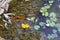 Carp in pond, colorful fish,  asian beautiful