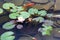 Carp in pond, colorful fish,  asian lake