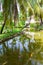 Carp pond on the territory of a five-star hotel framed by green lawns and beautiful palm trees