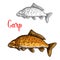 Carp sketch of freshwater fish for fishing design