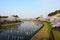 Carp streamer and Cherry tree