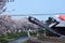 Carp streamers and cherry blossom, Japan.