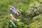 Carp streamers in mountain side