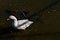 Carp and tame Pekin White Duck feeding in Flood Overflow, Canyon, Texas.