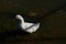 Carp and tame Pekin White Duck feeding in Flood Overflow, Canyon, Texas.