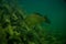 Carp under water image, fish photography, under water photography, austrian lake wildlife