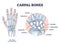Carpal bones with hand palm skeletal structure and anatomy outline diagram
