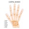 Carpal bones. Human hand anatomy