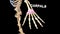 Carpals Bones of Human Hand