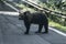 The Carpathian bear in Romania is in danger 4