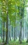 Carpathian beech forest