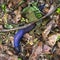 Carpathian blue slug