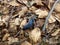 Carpathian blue slug Bielzia coeruland on leaves