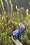 Carpathian blue slug (Bielzia coerulans)